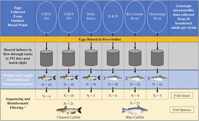 frontiers comparison of channel catfish and blue catfish catfish growth chart